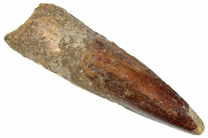 Fossil Spinosaurus Tooth - Real Dinosaur Tooth #267554
